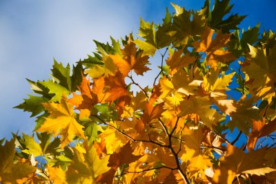 Platanus x hispanica (acerifolia) 'Suttneri' - platan javorolistý - list podzim
